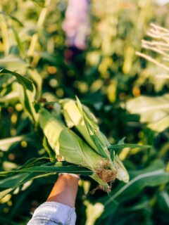 just another summer project done.🌽🫡