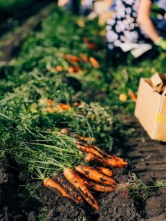 the carrots, beets, and parsnips are out now, wrapping up the gardening season🥕👩🏻‍🌾 🐰